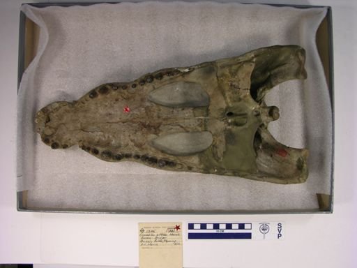 Crocodylus affinis