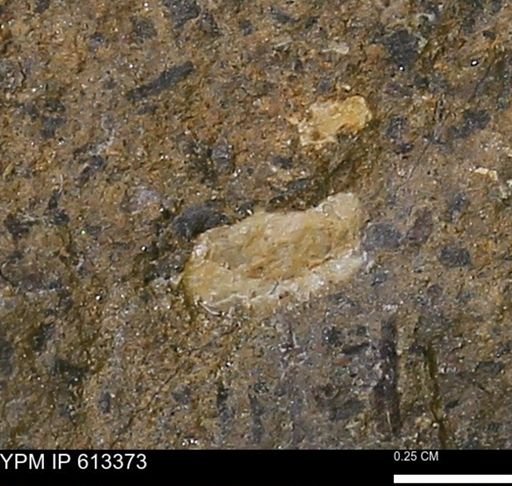 Scaphites sp.
