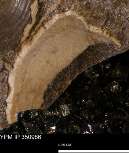 undet. Bivalvia
