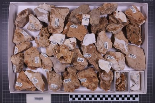 mixed taxa, stratigraphic collection