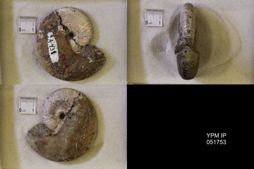 Hoploscaphites nicolletii