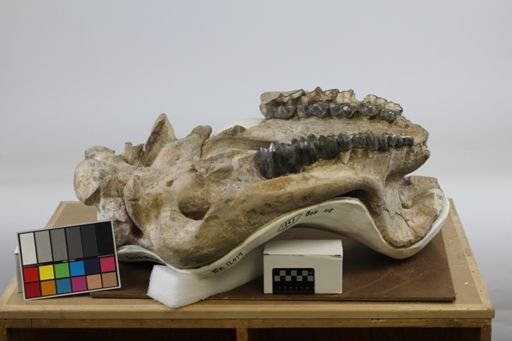 Brontotherium sp.