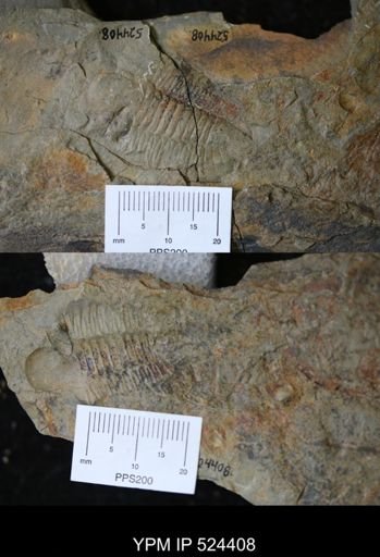 undet. Trilobita