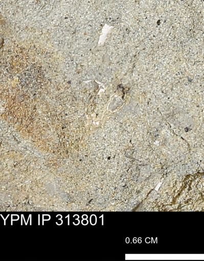 undet. Mollusca
