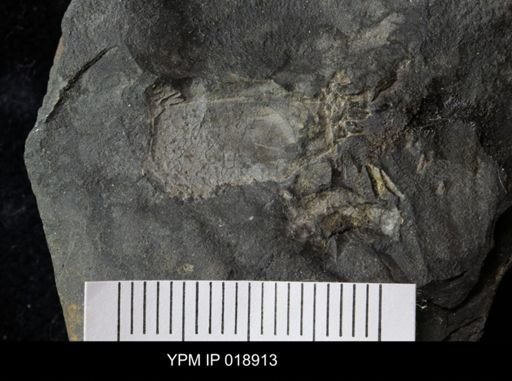 Anthracaris gracilis