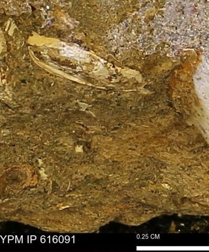 undet. Bivalvia