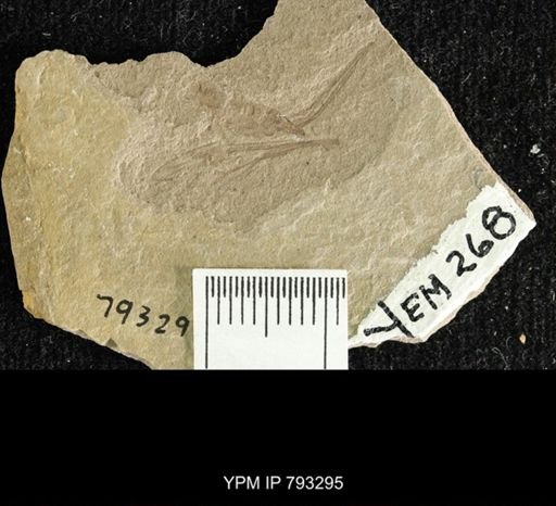 Hymenoptera