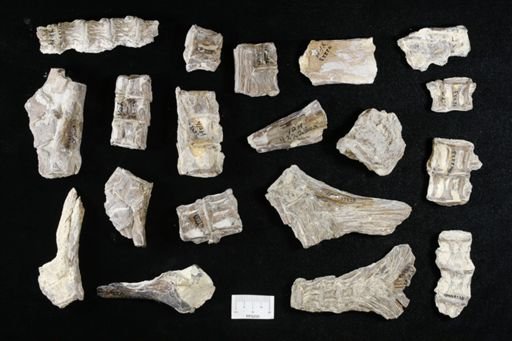 undet. Actinopterygii