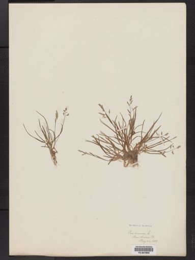 Poa annua