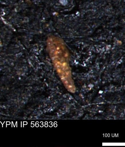 Verneuilinoides kansasensis