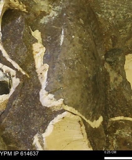 undet. Mollusca