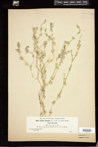 Chara hispida