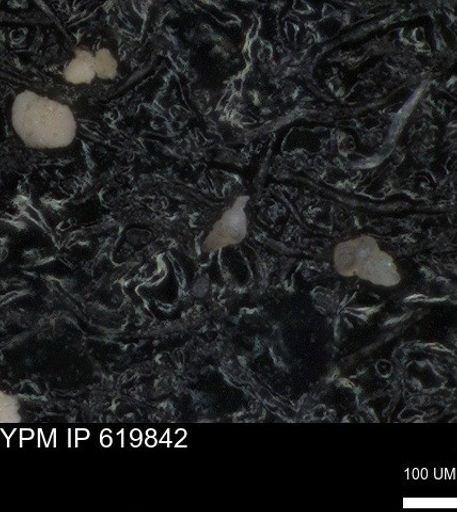 undet. Heterohelicidae