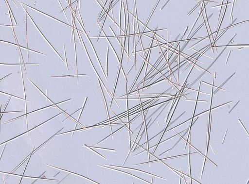 Halichondria