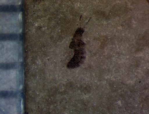 undet. Staphylinidae