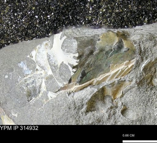 undet. Scaphitidae
