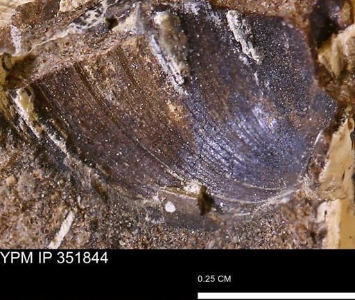 Limopsis striatopunctatus