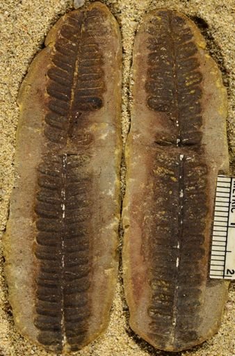 Pecopteris