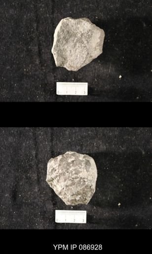 undet. Nautiloidea