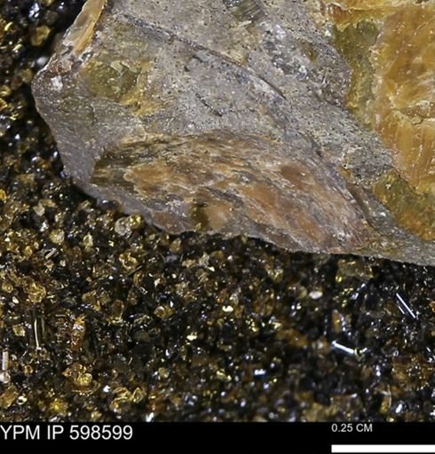 Inoceramus sp.