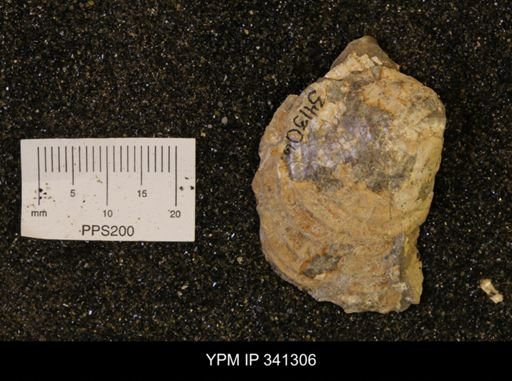 Inoceramus sp.