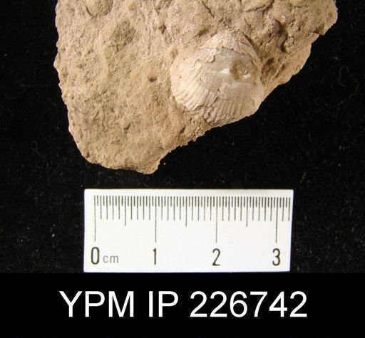 Productus sampsoni