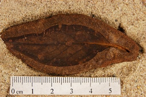 Rhamnus inaequilateralis