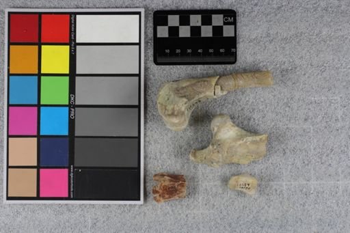 Mesohippus sp.