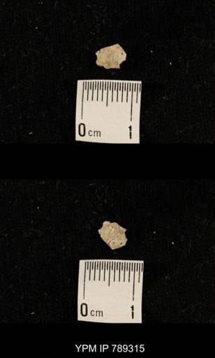 undet. Crinoidea