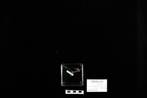 Anolis carolinensis