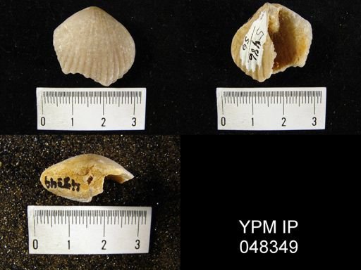 Rhipidium pingius