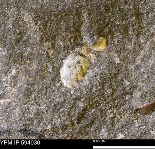 undet. Mollusca