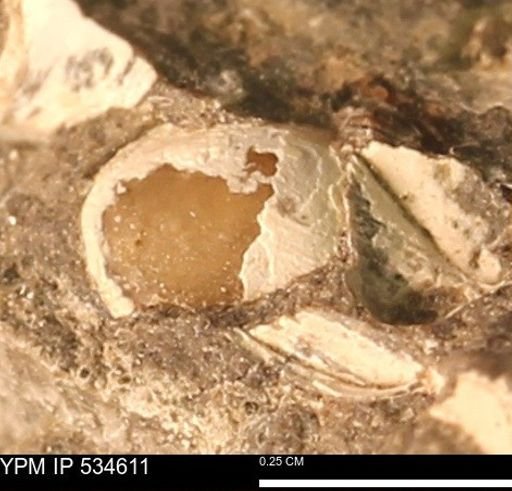 undet. Eurypterida