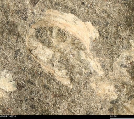 undet. Mollusca