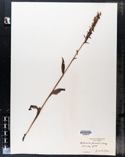 Platanthera flava