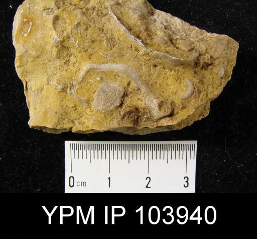 Leptaena rhomboidalis