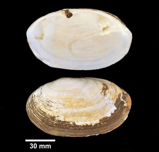 Mya arenaria