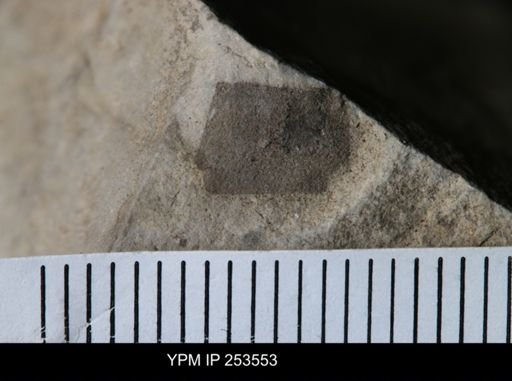 Eurypterus sp.