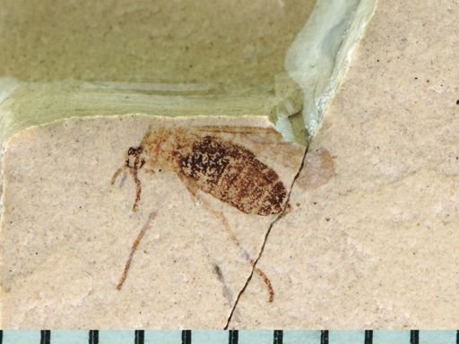Plecia sp.