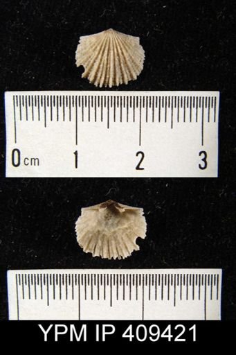 Glyptorthis sp.