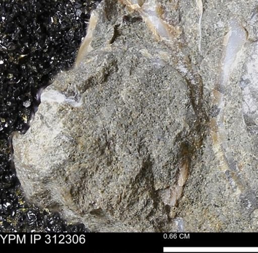 undet. Bivalvia