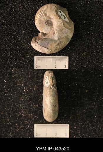 Hoploscaphites nicolletii
