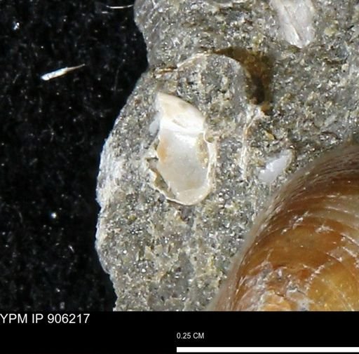 undet. Bivalvia