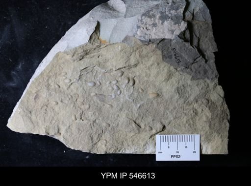 undet. Ostracoda