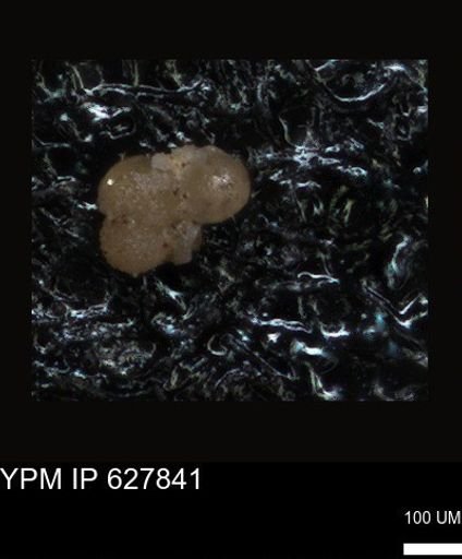 undet. Foraminiferida