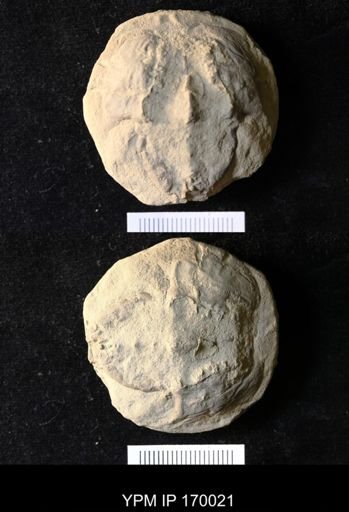 Paleolimulus signatus