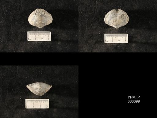 Athyris spiriferoides