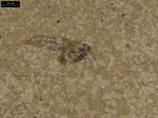taxon undetermined