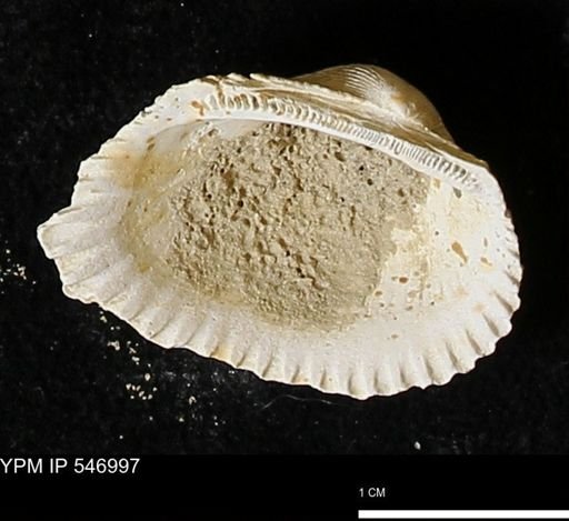 Scapharca transversa