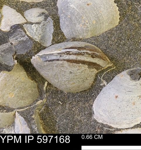 Limopsis striatopunctatus